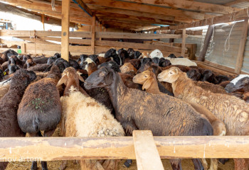 Мал ұстау нормаларын сақтамағандар жауапкершілікке тартылады