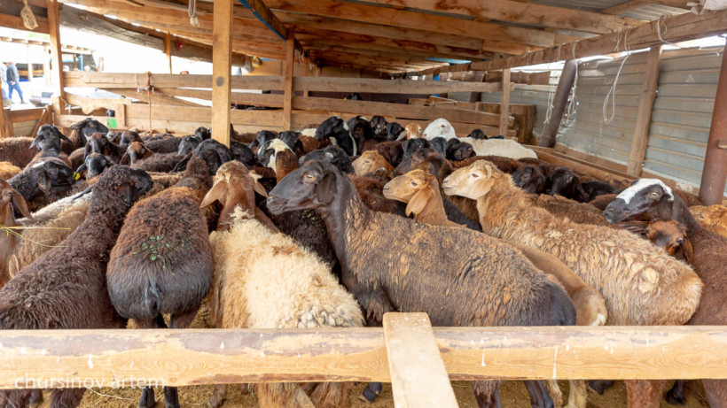  ©El.kz/Артем ЧУРСИНОВ 