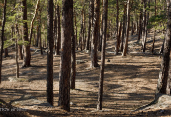 16-летний астанчанин разбился о дерево в Бурабае