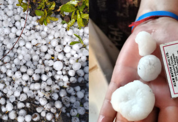 СҚО-да көлемі жаңғақтай бұршақ жауды