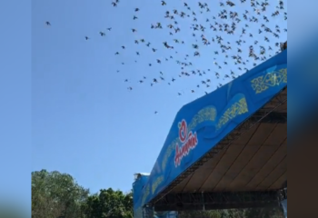 Танец птиц под песню День Победы засняли в Алматы