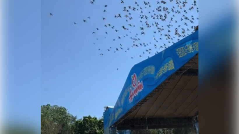  кадр из видео 