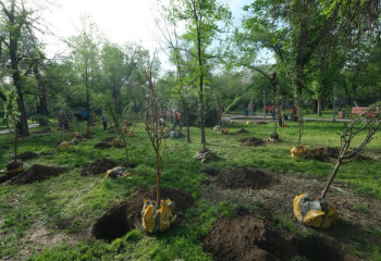 Нью-Йорктегі Орталық саябақтан да көп: Алматыда бір айда 30 мың ағаш егілді