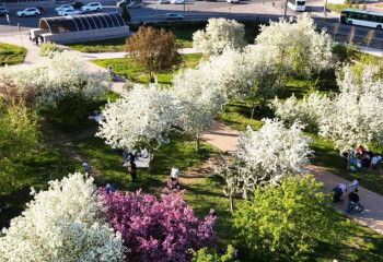 Астанада алма, мамыргүл және қызғалдақ гүлдеді