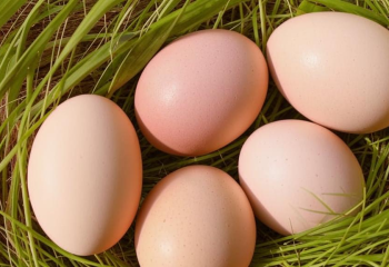 В Туркестанской области появится завод по производству 200 млн яиц в год