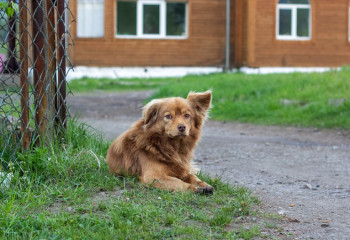 Ақмола облысында итті қағып кеткен депутат жазаланды