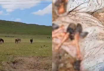 «Ет экспорттау мақсатында өсірген». 100-ден аса есек ұстап отырған қожалық анықталды