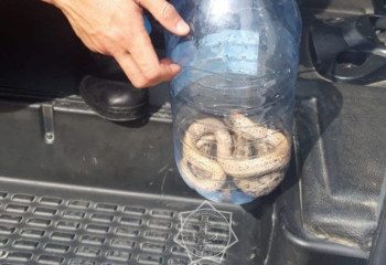 Змея напугала кызылординцев