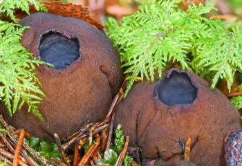 Ресейде адамды жасартатын саңырауқұлақ табылды