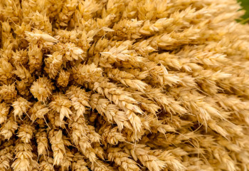 Биыл қанша гектар егіс алқабы игерілмек?