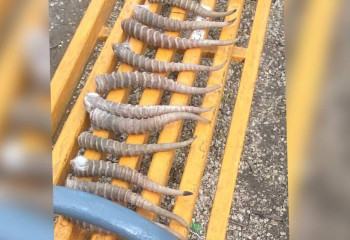 Полицейские задержали жителя областного центра с 12 рогами сайги