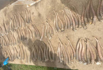 БҚО-да ауыл тұрғынынан қап-қап ақбөкен мүйізі тәркіленді