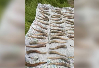 Попытка сбыта рогов сайги в Алматы: задержаны четверо мужчин