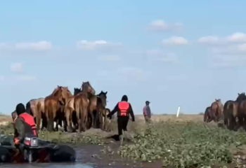 Атырау облысында 80 жылқы құтқарылды