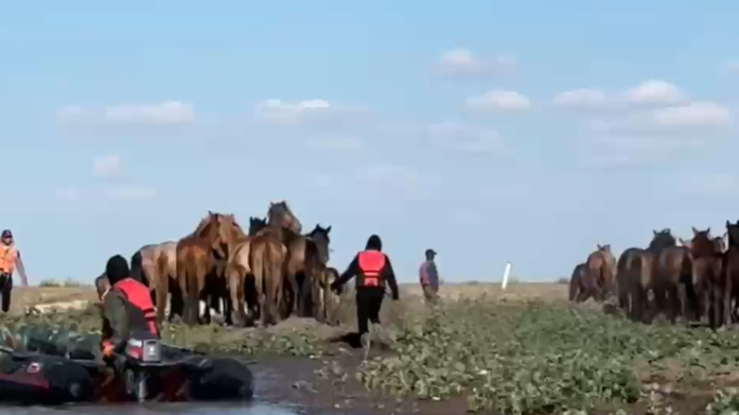  Видеодан кадр 