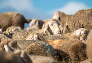 3 млн-ға жуық асыл тұқымды қойды 17 бағытқа бөліп алғаннан не шықты - депутат