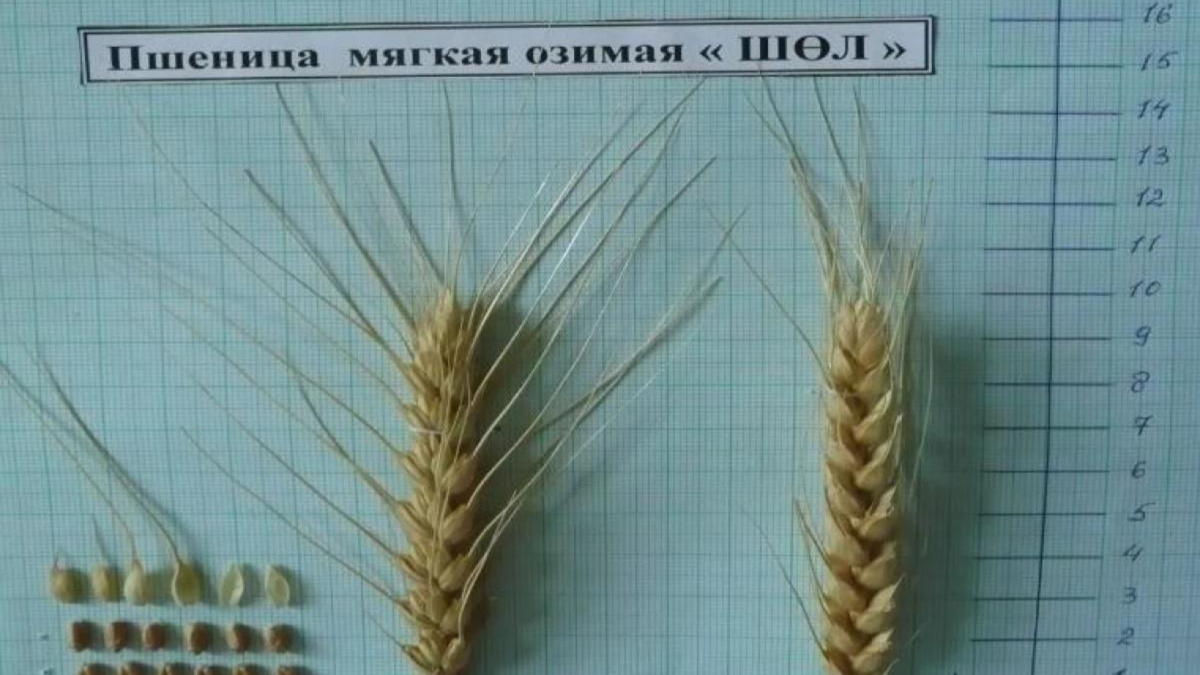 Казахстанские ученые вывели морозоустойчивый сорт пшеницы