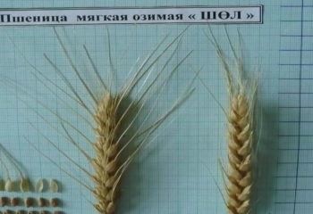 Казахстанские ученые вывели морозоустойчивый сорт пшеницы