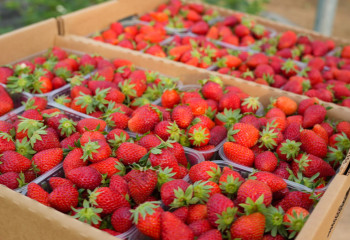 На что жалуются производители тепличной клубники