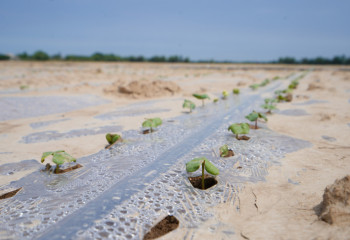 До 3,2 млн тонн планируют увеличить объемы внесения удобрений