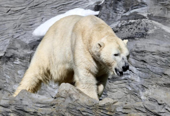 Умер прибывший из Праги в зоопарк Алматы белый медведь