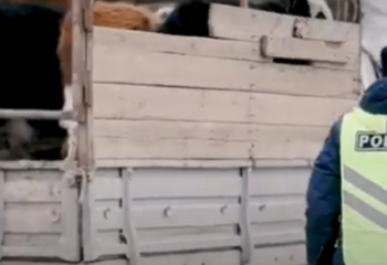 Қазақстанда мал ұрлығы азайды