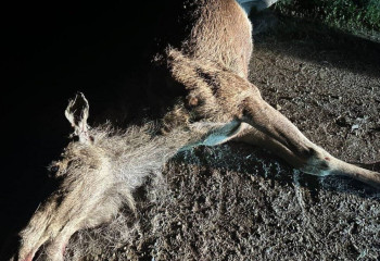 ДТП с лосем произошло в Абайской области