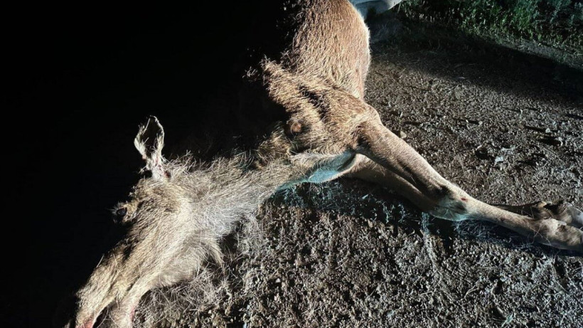  ДП Абайской области 