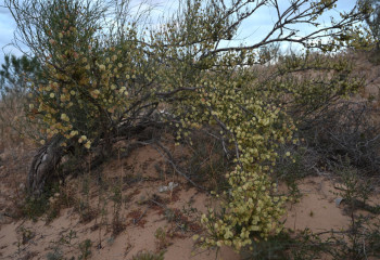 Сам орманында құмды тоқтатуға бейім жүзгін өсімдігі өседі