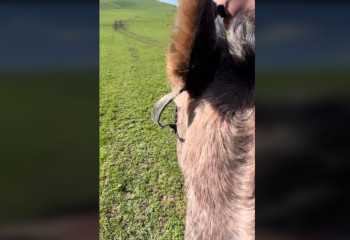 Управляющая конем без уздечки девушка восхитила Казнет