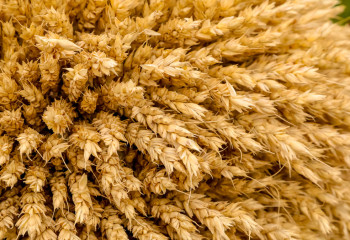 Засухостойчивый сорт кормов вывели в Казахстане