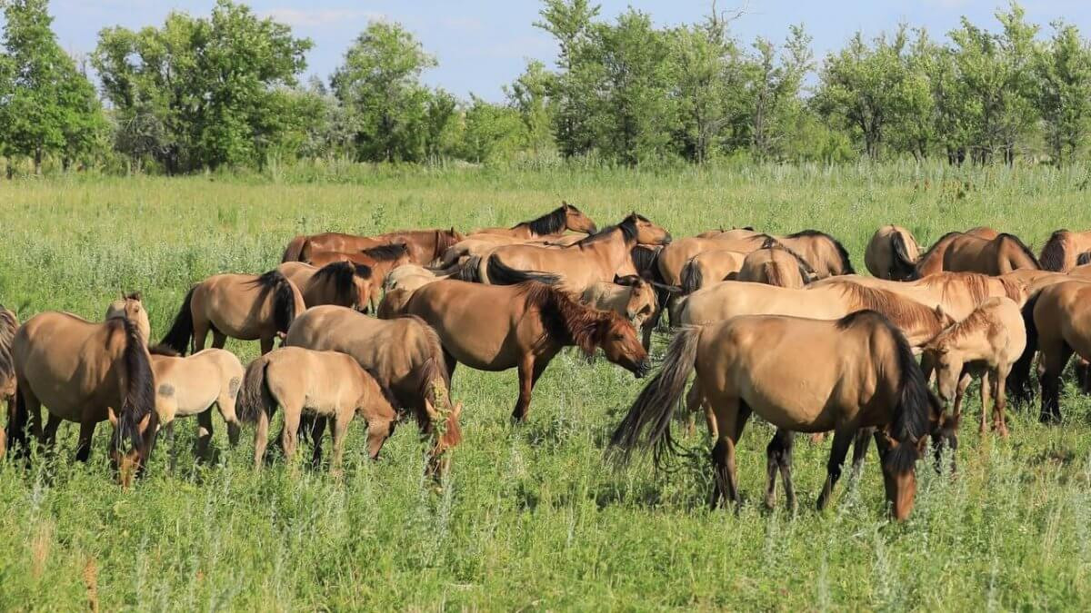 В Актюбинской области создадут центр по развитию коневодства
