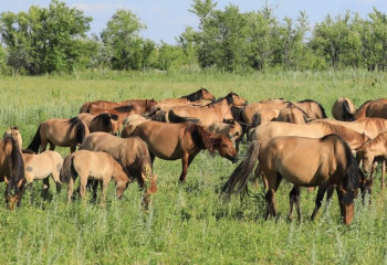 В Актюбинской области создадут центр по развитию коневодства