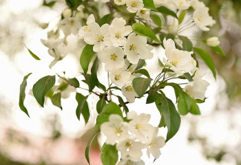 +35 градусқа дейін күн ысиды