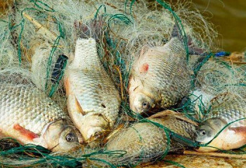 ІІМ-де балық қорғау акциясы қорытындыланды