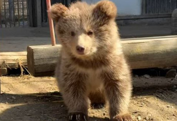 Алматы зообағында биыл 70 жануар дүниеге келген