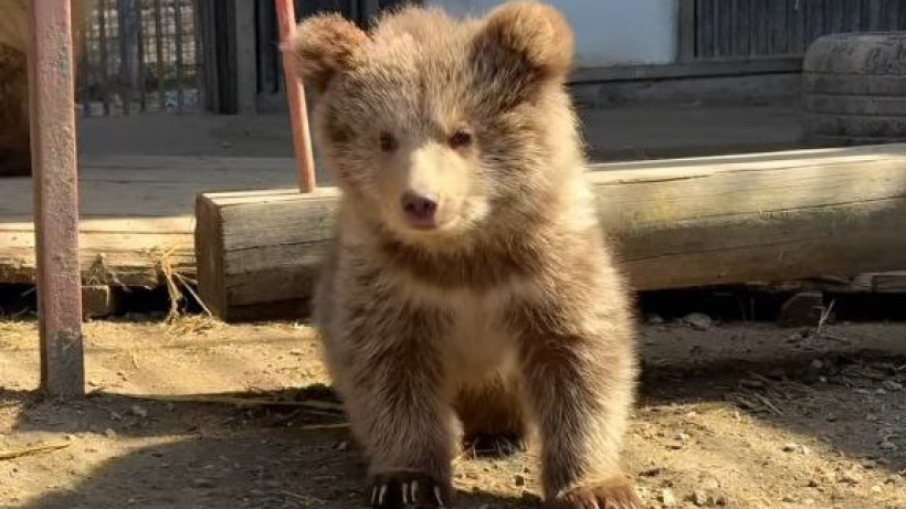  Видеодан кадр 