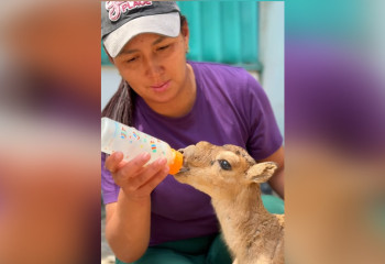 Видео новорожденных животных Алматинского зоопарка умилило казахстанцев