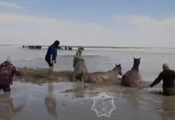 В Атырау спасено более 300 лошадей от наводнения за два дня