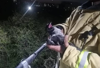 Ворону вызволили из столба освещения в Кокшетау