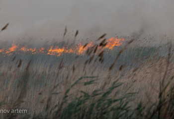 Жамбыл облысында табиғи өрт оқшауланды