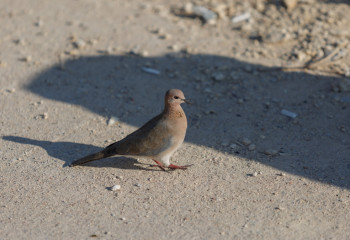 Первая смерть человека от птичьего гриппа зафиксирована в Мексике