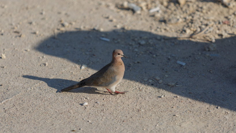  ©El.kz/Артем ЧУРСИНОВ 