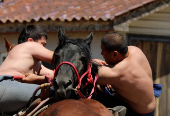 Казахстанские учёные изучают состояние спортсменов и лошадей перед Всемирными играми кочевников