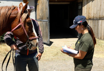 Көшпенділер ойындары: Ғалымдар спортшылар мен жылқылардың жағдайын зерттеуге кірісті