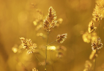 Алдағы күндері +43 градусқа дейін күн ысиды