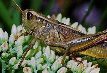 ҚМДБ шегірткенің халал екенін мәлімдеді