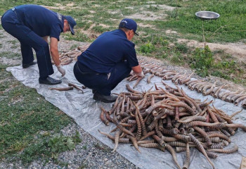 Рога сайги на 1,2 млрд тенге обнаружили на чердаке жителя Жетысуской области