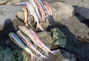 Общая сумма штрафов превысила 7,3 млн тенге – итоги рыбоохранной акции подвели в КНБ