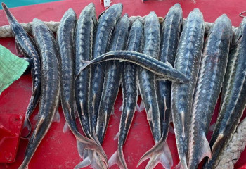 «Бекіре-2024»: Үш адамға қылмыстық іс қозғалды